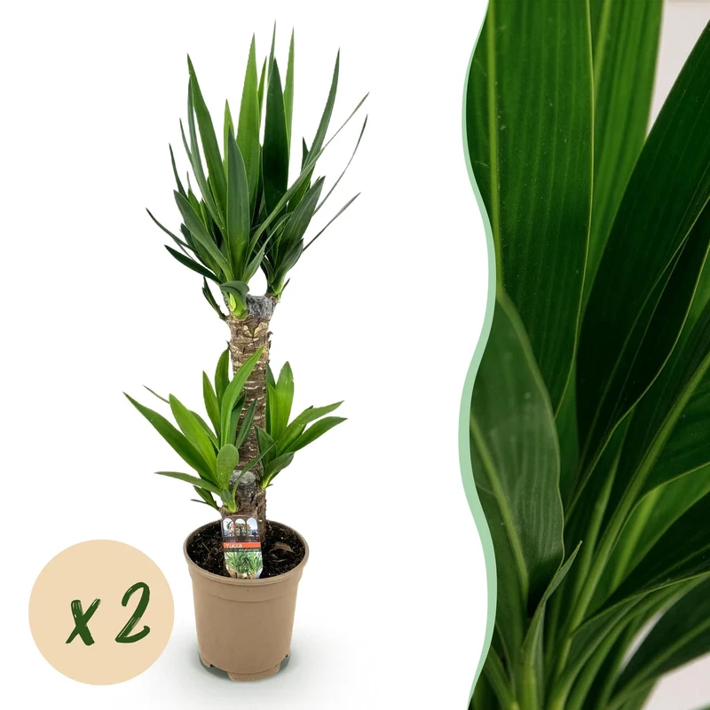 Yucca elephantipes
