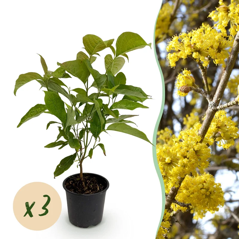 Cornus mas