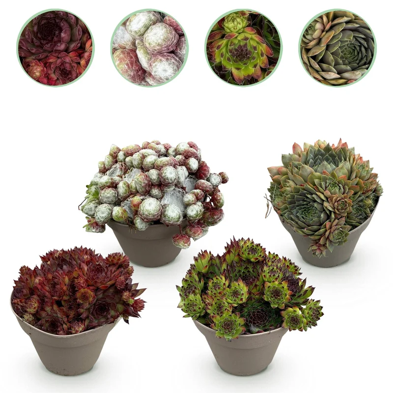 Sempervivum Big Sam - 4 stuks