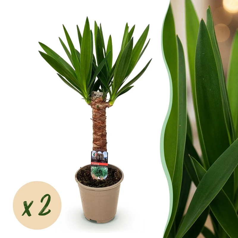Yucca elephantipes