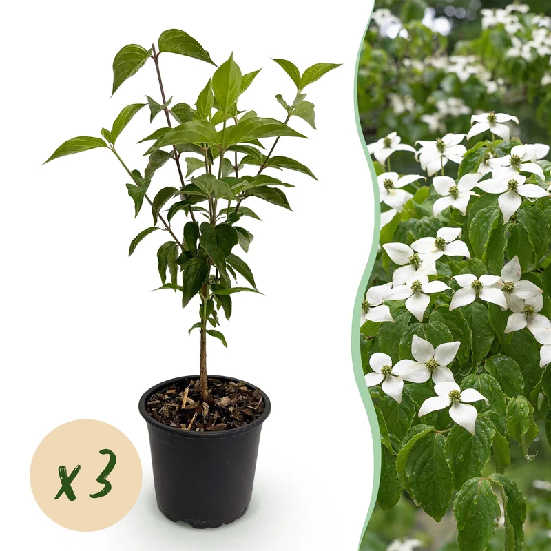 Cornus kousa chinensis