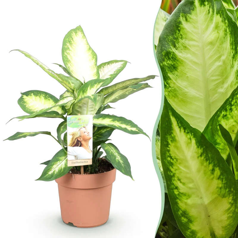 Diefenbachia Camilla