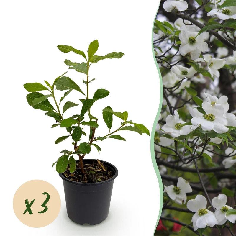 Cornus Florida