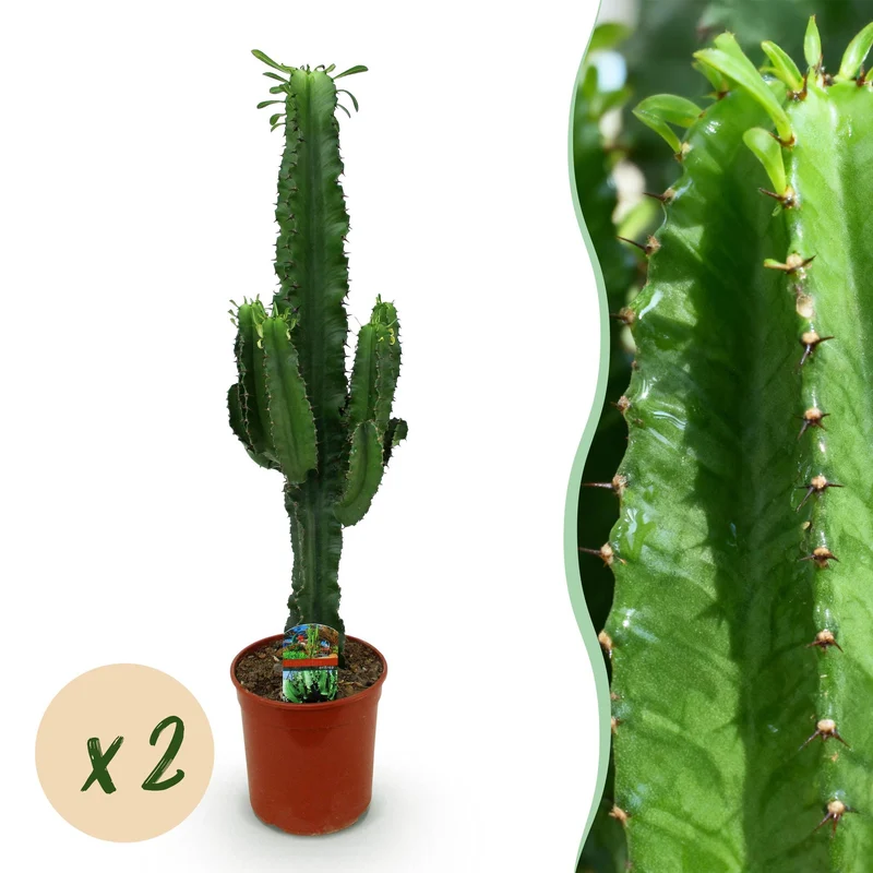 Euphorbia eritrea