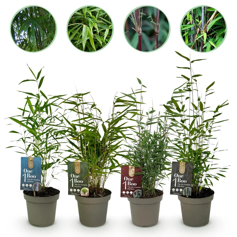 Fargesia mix Rainbow, bladhoudende bamboe voor de tuin (4x)