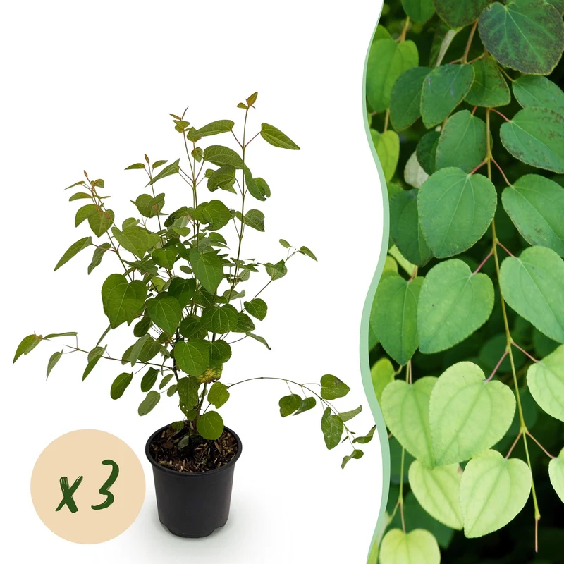 Cercidiphyllum japonicum