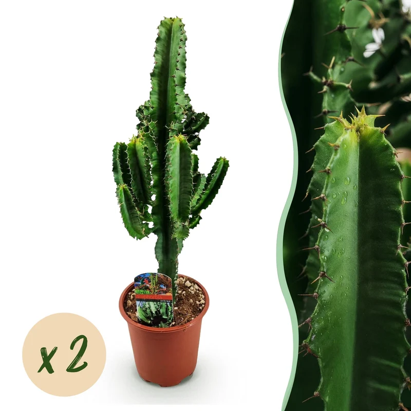 Euphorbia eritrea