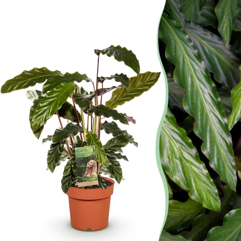 Calathea Rufibarba