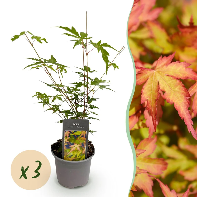 Acer palmatum Sangokaku