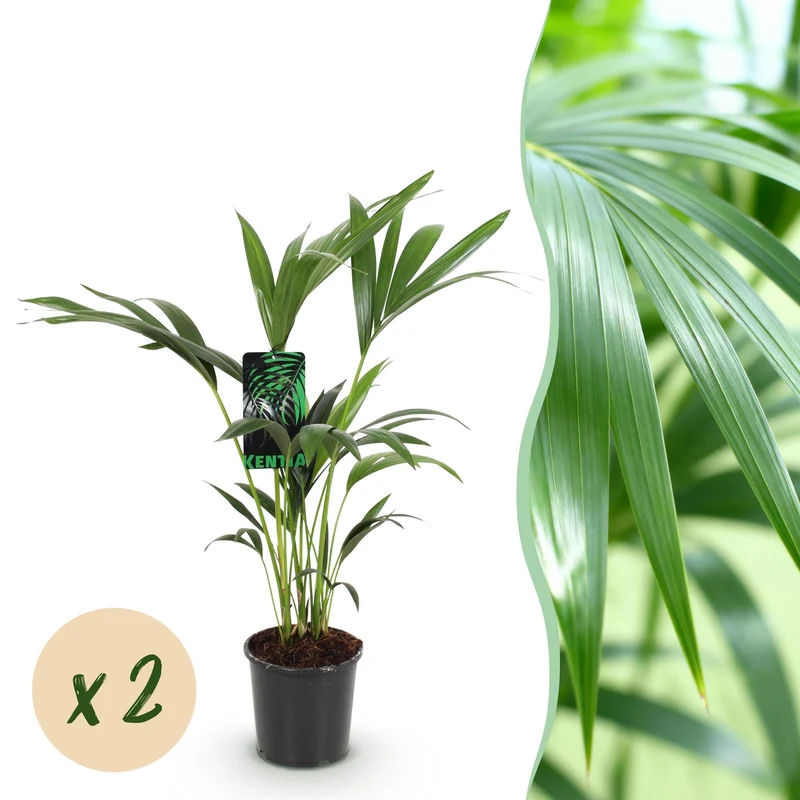 Howea Forsteriana