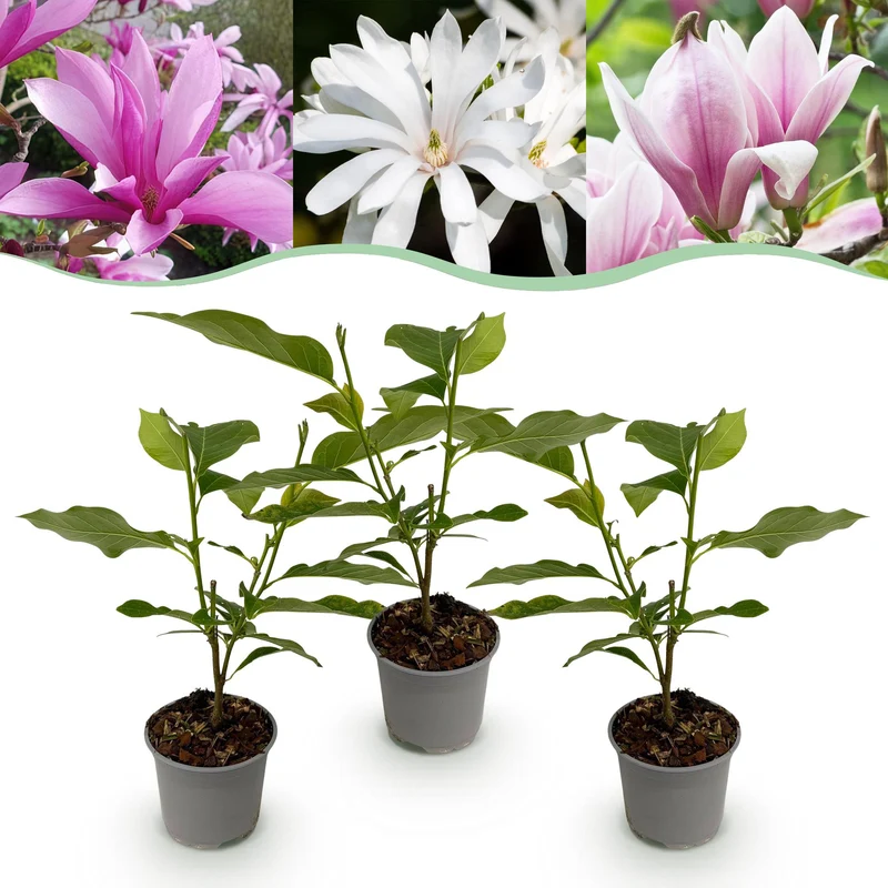 Magnolia Tricolour