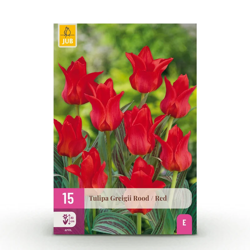 Tulp Greigii Red