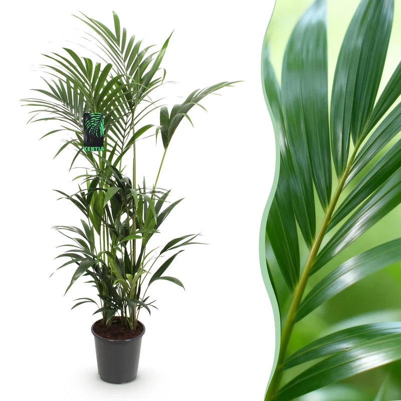 Howea Forsteriana