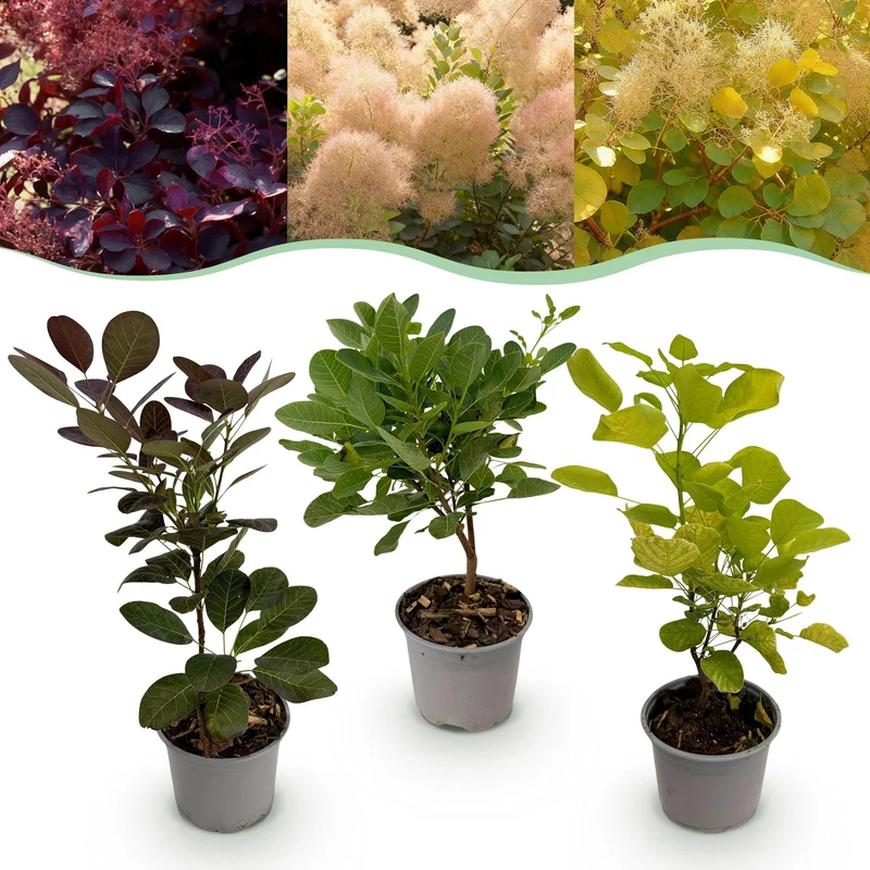 Cotinus coggyria Tricolour
