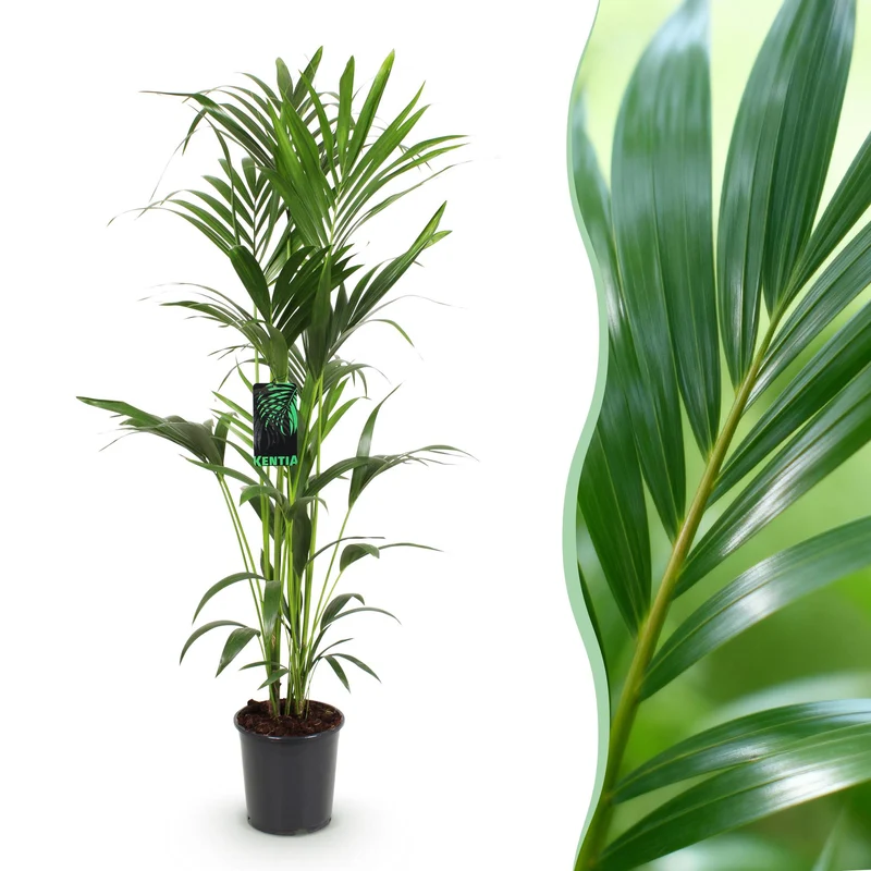 Howea Forsteriana