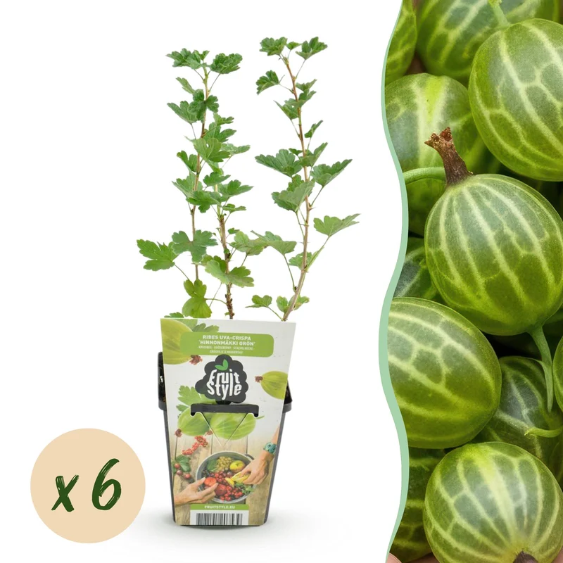 Kruisbes