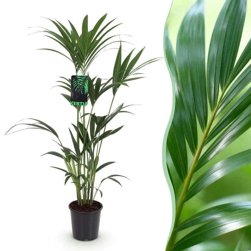 Howea Forsteriana