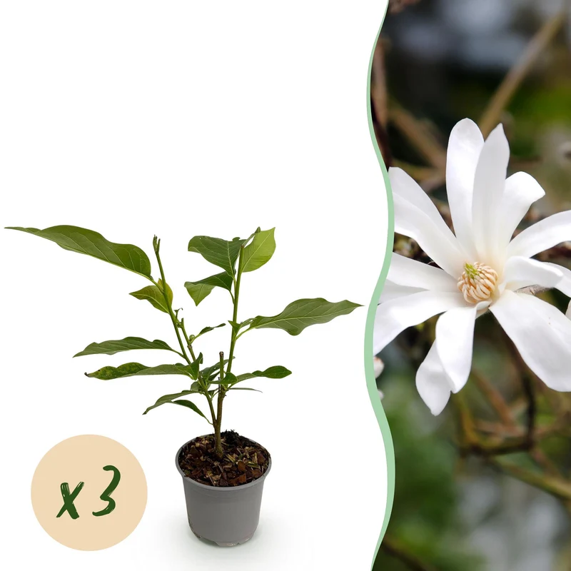 Magnolia stellata