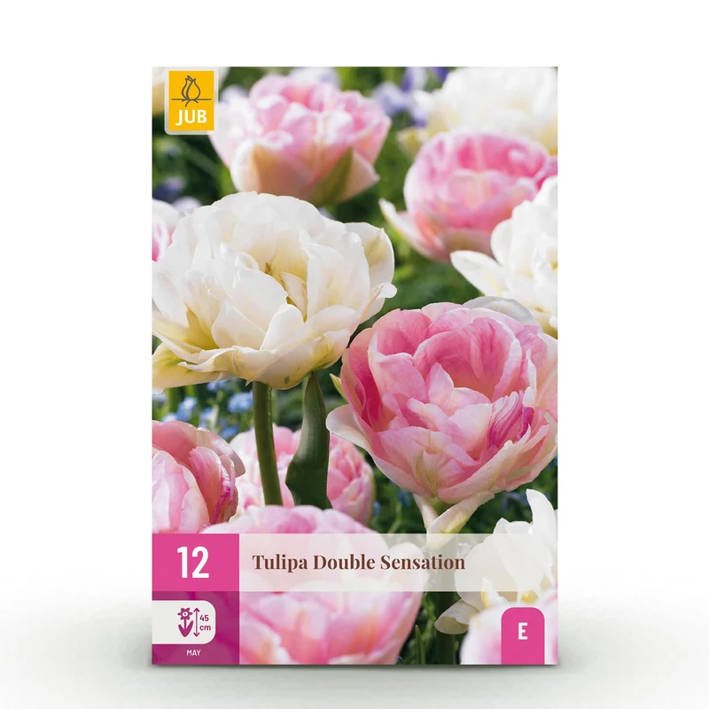 Tulp Double Sensation