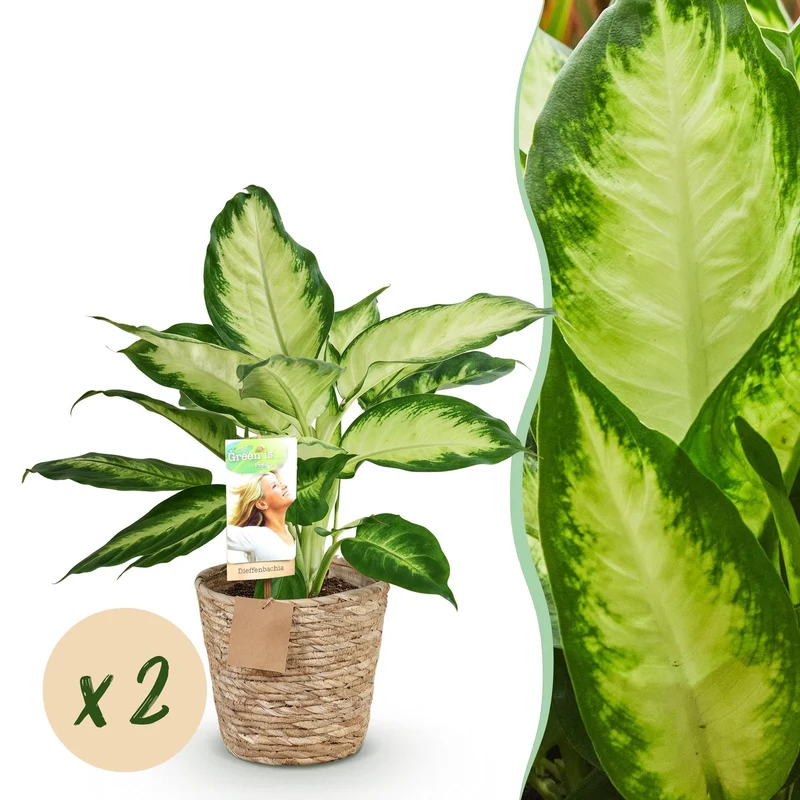 Diefenbachia Camilla