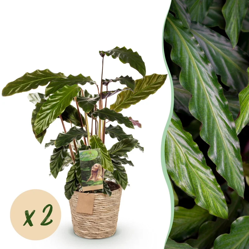 Calathea Rufibarba