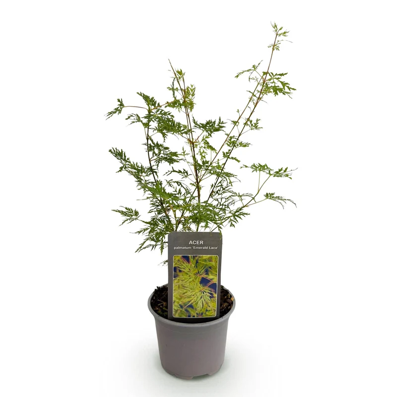 Acer palmatum Emerald Lace