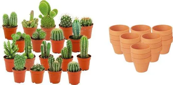 Mini Cactus Mix - 18 Stuks - Ø