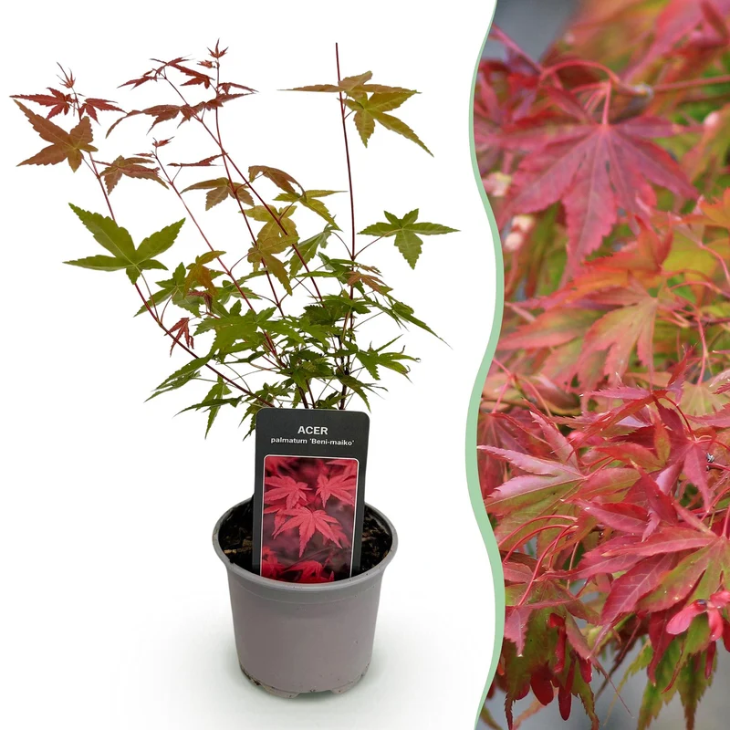 Acer palmatum Beni