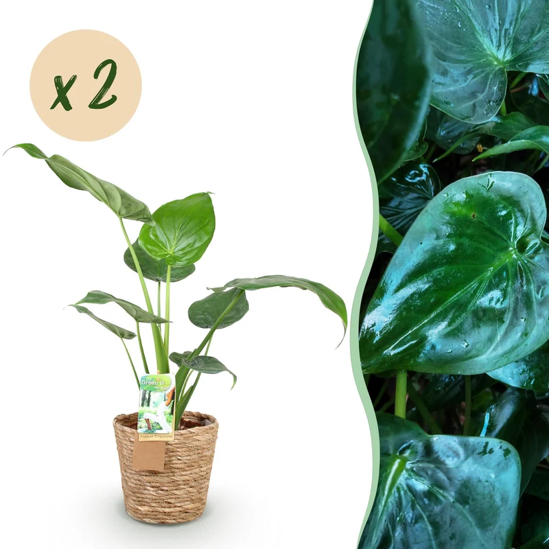 Alocasia Cucullata