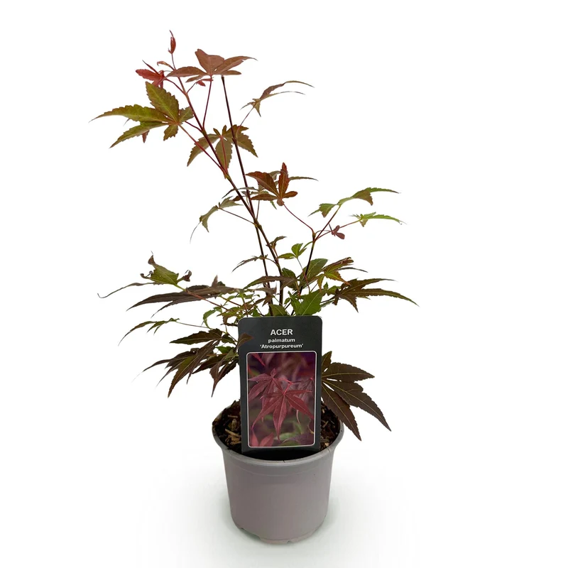 Acer palmatum Atropurpureum