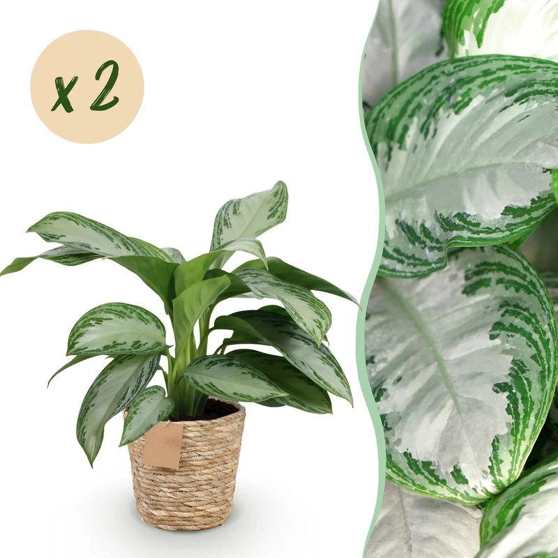 Aglaonema Silver Bay