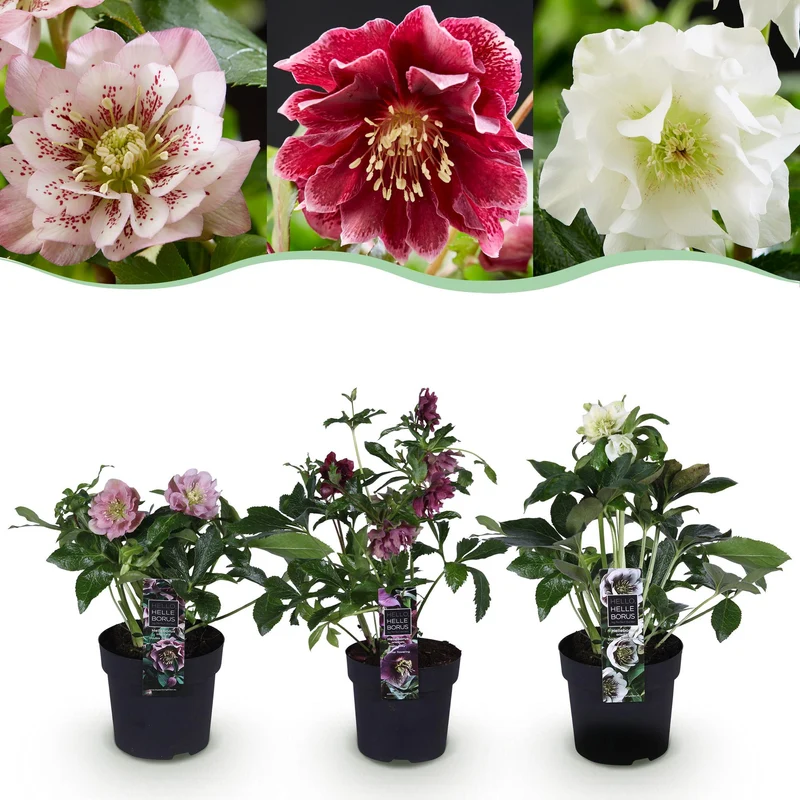 Lenten Rose