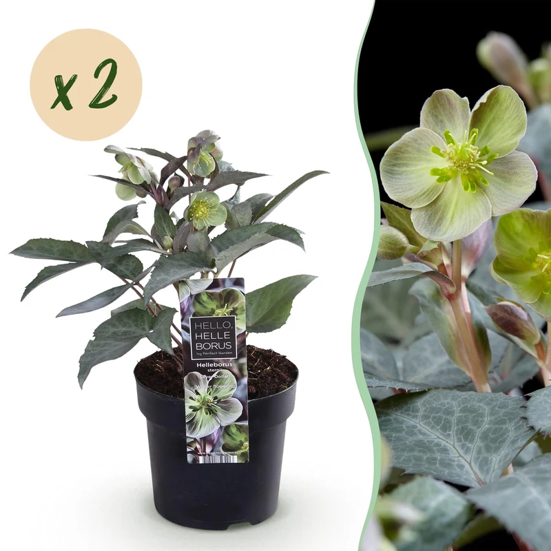 Lenten Rose