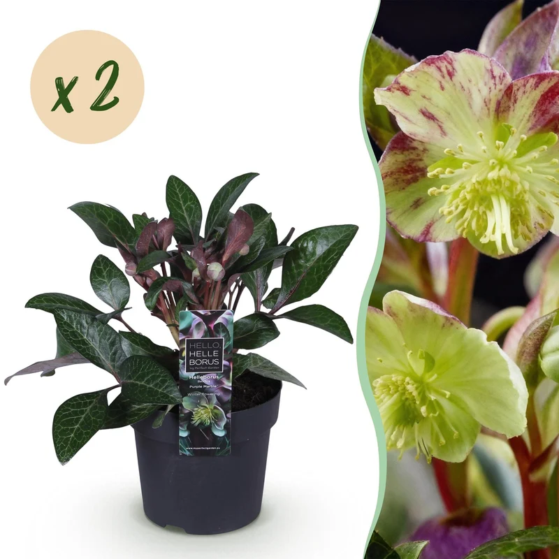 Lenten Rose