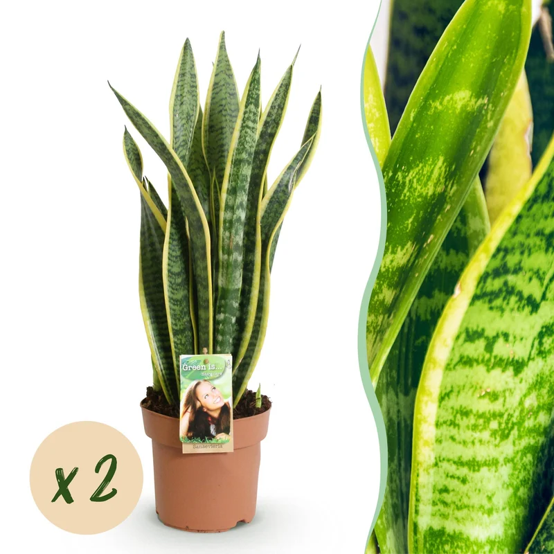 Sanseveria Laurentii
