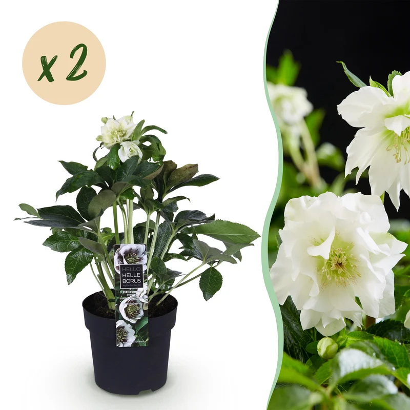 Lenten Rose