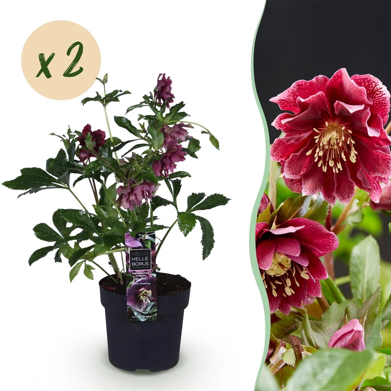 Lenten Rose