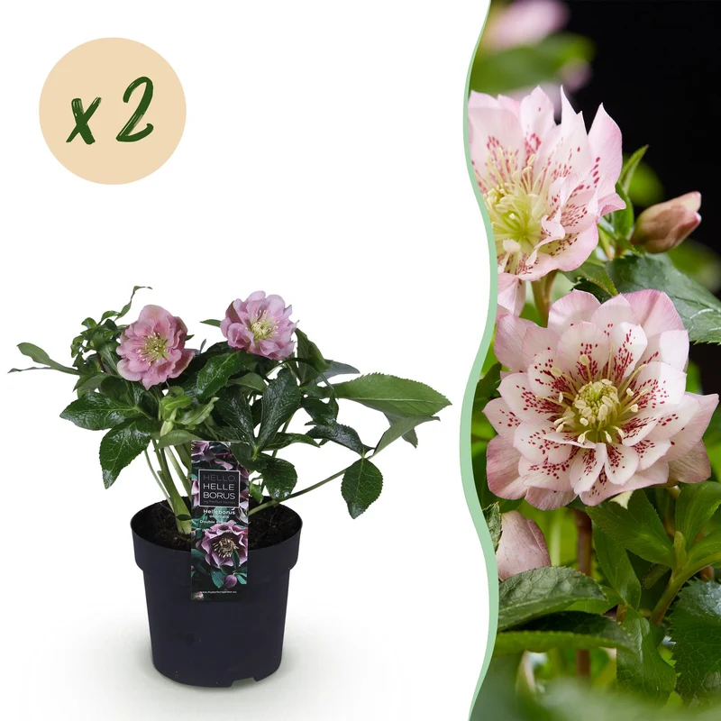 Lenten Rose