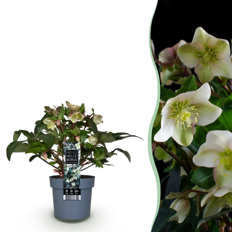 Lenten Rose