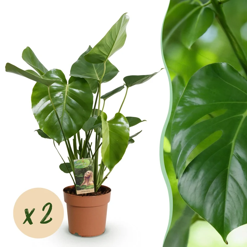 Monstera Deliciosa