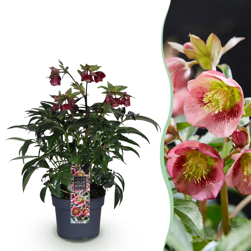 Lenten Rose