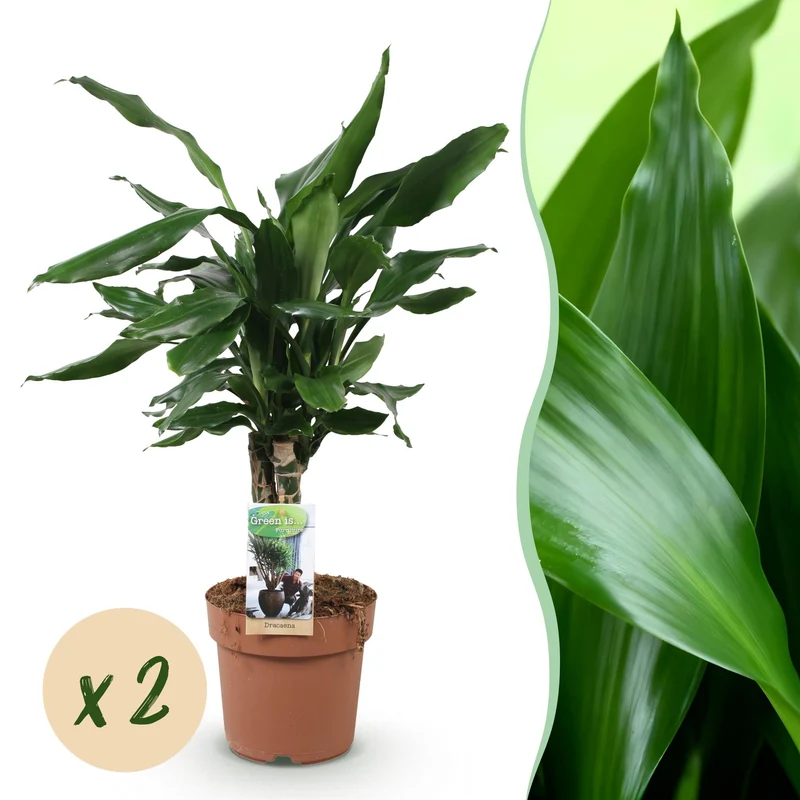 Dracaena fragrans Steudneri