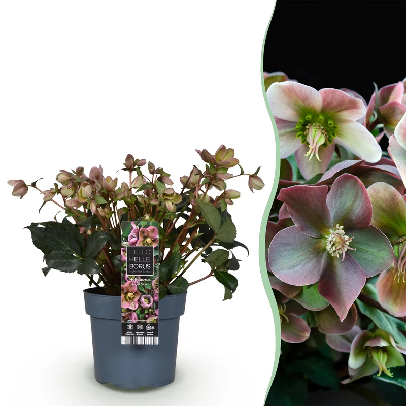 Lenten Rose