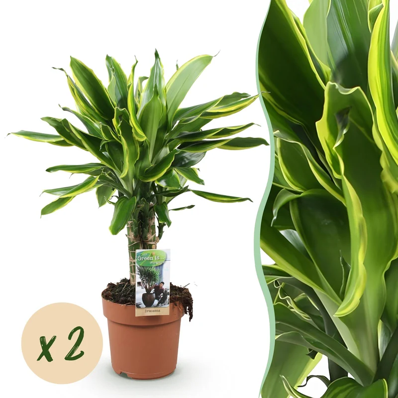 Dracaena fragrans Golden Coast