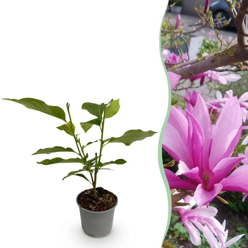 Magnolia Susan