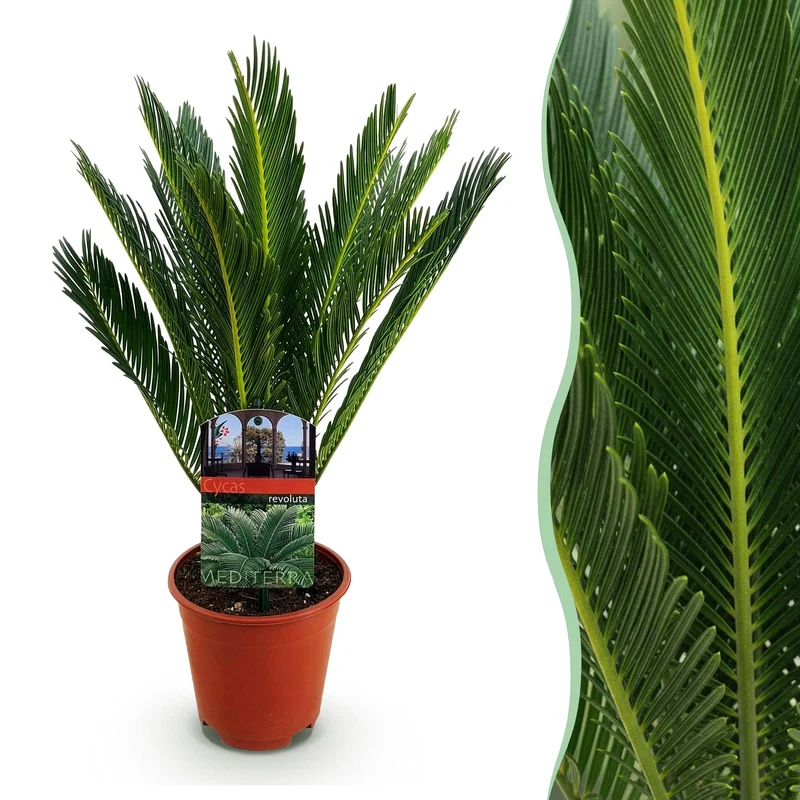 Cycas revoluta