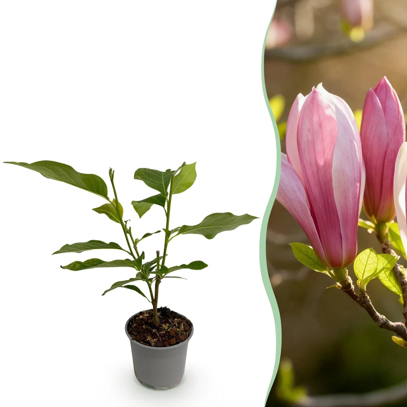 Magnolia Ricki