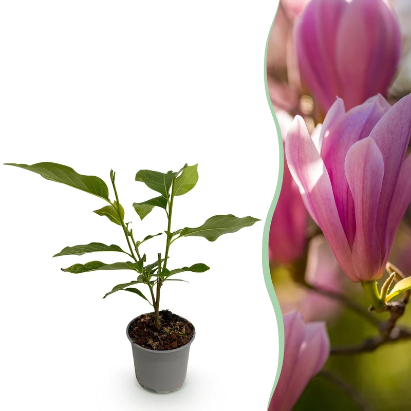 Magnolia Heaven Scent