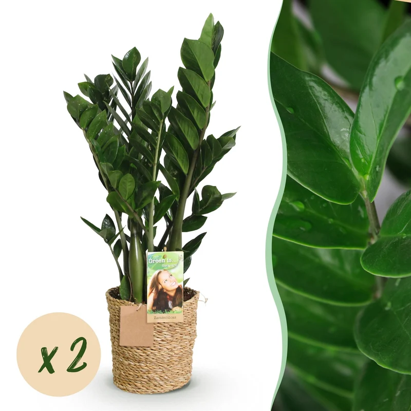 Zamioculcas