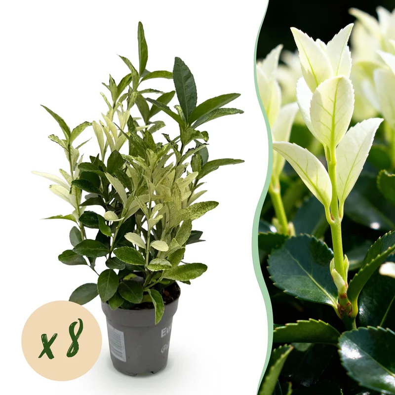 Euonymus japonica Paloma Blanca